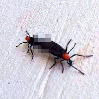 How to get rid of love bugs. Love bug season.